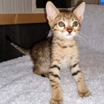 Savannah, F-7SBT, Male, BST DOB 10-19-20