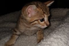 Darwin, Savannah F-7SBT BST Male #1 golden DOB 10-30-19