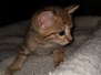 Darwin, Savannah F-7SBT BST Male #1 golden DOB 10-30-19