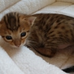 Savannah, F-7, SBT, BST, Male, DOB 10-30-19