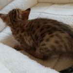 Savannah, F-7, SBT, BST, Male, DOB 10-30-19