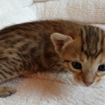 Savannah, F-7, SBT, BST, Male, DOB 10-30-19