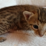 Savannah, F-7, SBT, BST, Male, DOB 10-30-19