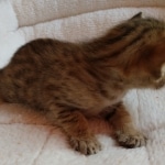 Savannah, F-7, SBT, BST, Male, DOB 10-30-19