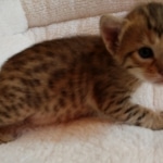 Savannah, F-7, SBT, BST, Male, DOB 10-30-19