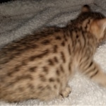 Savannah, F-7, SBT, BST, Male, DOB 10-30-19