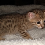 Savannah, F-7, SBT, BST, Male, DOB 10-30-19