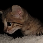 Savannah, F-7, SBT, BST, Male, DOB 10-30-19