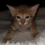 Savannah, F-7, SBT, BST, Male, DOB 10-30-19