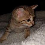 Savannah, F-7, SBT, BST, Male, DOB 10-30-19