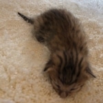 Savannah, F-7, SBT, BST, Male, DOB 10-30-19