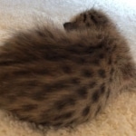 Savannah, F-7, SBT, BST, Male, DOB 10-30-19