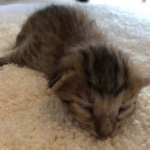 Savannah, F-7, SBT, BST, Male, DOB 10-30-19