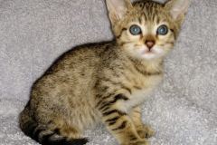 Sheba Savannah F-7SBT BST Female DOB 10-19-20