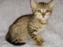 Sheba Savannah F-7SBT BST Female DOB 10-19-20