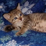 Savannah, F-7SBT,Female, BST DOB 10-19-20