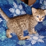 Savannah, F-7SBT,Female, BST DOB 10-19-20