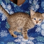 Savannah, F-7SBT,Female, BST DOB 10-19-20