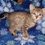 Savannah, F-7SBT,Female, BST DOB 10-19-20