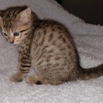 Savannah, F-7SBT,Female, BST DOB 10-19-20