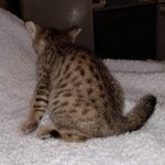 Savannah, F-7SBT,Female, BST DOB 10-19-20