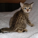 Savannah, F-7SBT,Female, BST DOB 10-19-20