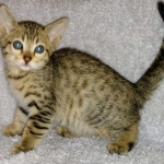 Savannah, F-7SBT,Female, BST DOB 10-19-20