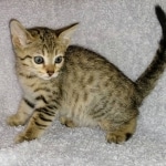 Savannah, F-7SBT,Female, BST DOB 10-19-20