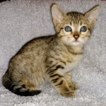 Savannah, F-7SBT,Female, BST DOB 10-19-20