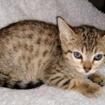 Savannah, F-7SBT,Female, BST DOB 10-19-20