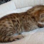 ISavannah, F-7, SBT, BST, Male, DOB 10-30-19