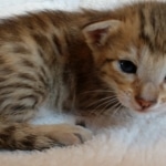 Savannah, F-7, SBT, BST, Male, DOB 10-30-19