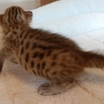 Savannah, F-7, SBT, BST, Male, DOB 10-30-19