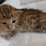 Savannah, F-7, SBT, BST, Male, DOB 10-30-19