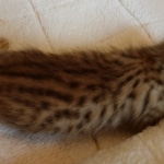 Savannah, F-7, SBT, BST, Male, DOB 10-30-19