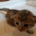 Savannah, F-7, SBT, BST, Male, DOB 10-30-19