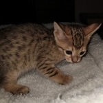 Savannah, F-7, SBT, BST, Male, DOB 10-30-19