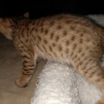 Savannah, F-7, SBT, BST, Male, DOB 10-30-19