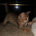 Savannah, F-7, SBT, BST, Male, DOB 10-30-19