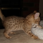 Savannah, F-7, SBT, BST, Male, DOB 10-30-19