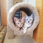 Jolteon and Glaceon, Savannah Male and Egyptian Mau female