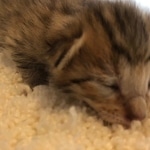 Savannah, F-7, SBT, BST, Male, DOB 10-30-19