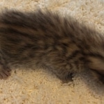 Savannah, F-7, SBT, BST, Male, DOB 10-30-19