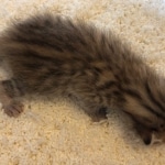 Savannah, F-7, SBT, BST, Male, DOB 10-30-19