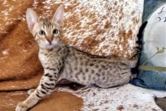 Pepo Savannah F-7SBT BST Male Darker DOB 10-30-19