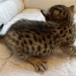 Savannah, F-7, SBT, BST, Male, DOB 10-30-19