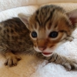 Savannah, F-7, SBT, BST, Male, DOB 10-30-19