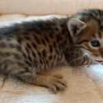 Savannah, F-7, SBT, BST, Male, DOB 10-30-19