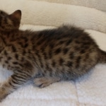 Savannah, F-7, SBT, BST, Male, DOB 10-30-19