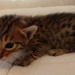 Savannah, F-7, SBT, BST, Male, DOB 10-30-19